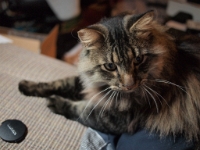 Hermes DS night P2080610